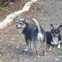 Harmony Vet Care of Oldsmar ico