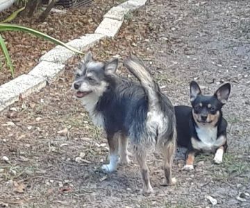 Harmony Vet Care of Oldsmar