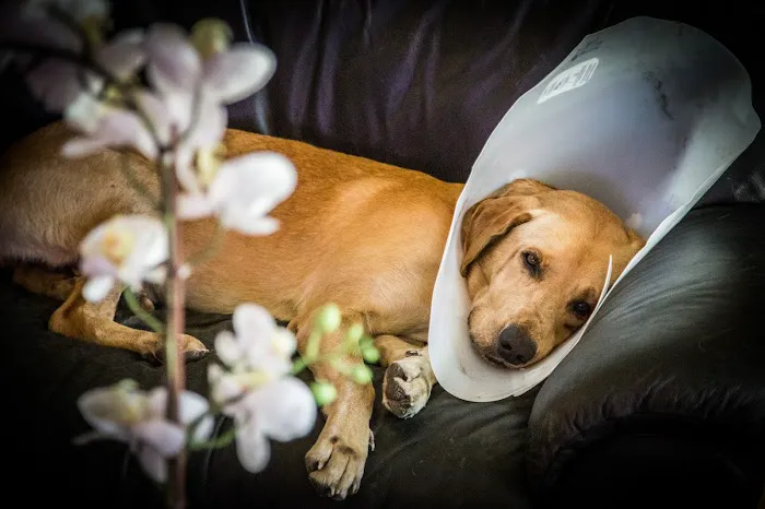 Harmony Vet Care of Oldsmar 12