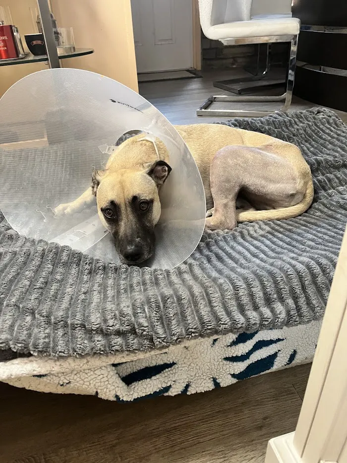 BluePearl Pet Surgery 1