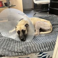 BluePearl Pet Surgery ico
