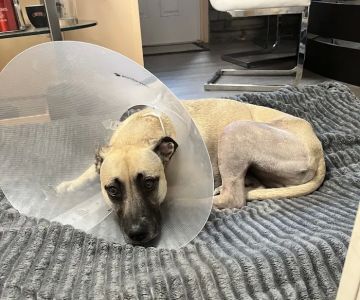 BluePearl Pet Surgery