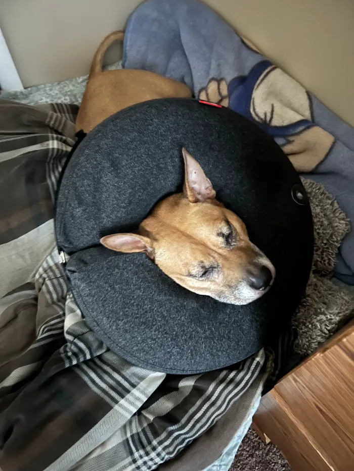 BluePearl Pet Surgery 4