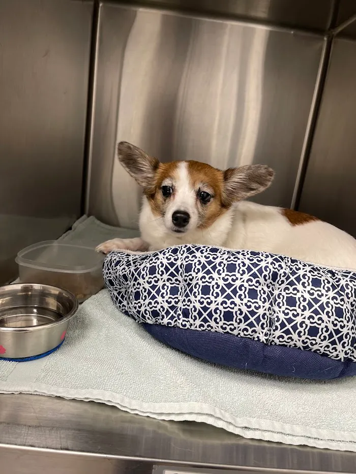 Florida Veterinary Clinic 12
