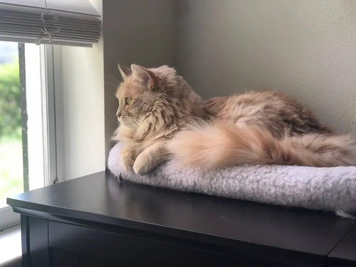 Sunshine Animal Hospital 6