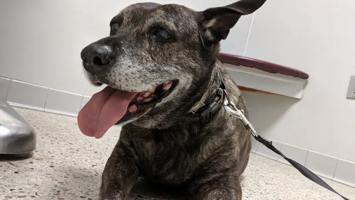 Town N Country Animal Hospital 3