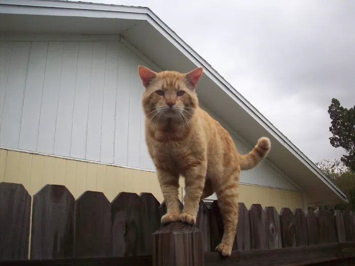 Avalon Animal Hospital 12