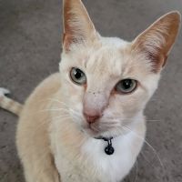 Avalon Animal Hospital ico