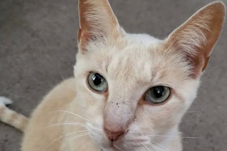Avalon Animal Hospital