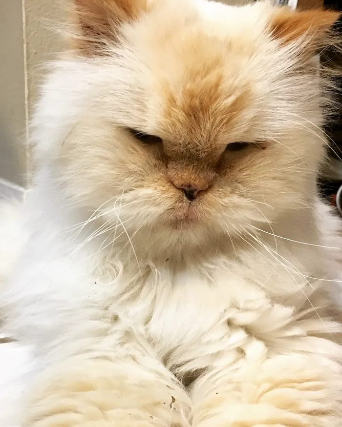 Avalon Animal Hospital 12