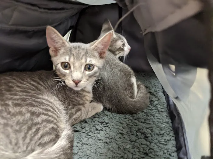 Avalon Animal Hospital 12