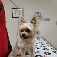 MacDill Veterinarian Treatment Facility ico