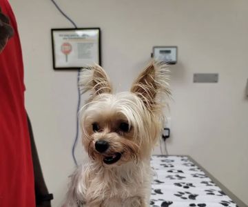 MacDill Veterinarian Treatment Facility