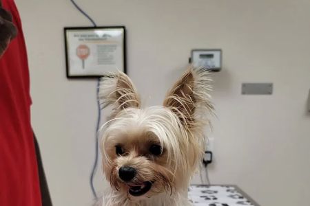 MacDill Veterinarian Treatment Facility
