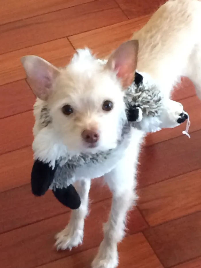 Harbourside Animal Hospital 12