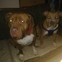 Animal Hospital of Tampa Bay ico