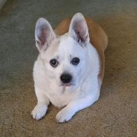 Baycrest Animal Clinic ico