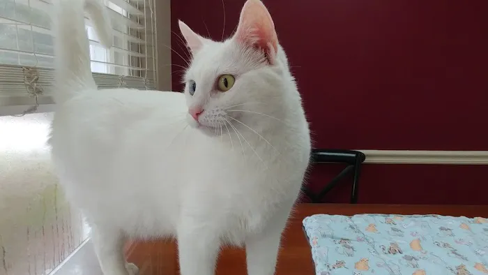 Cat Doctors 3