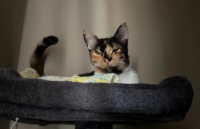 Cat Doctors 1