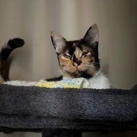 Cat Doctors ico