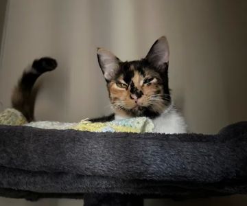 Cat Doctors