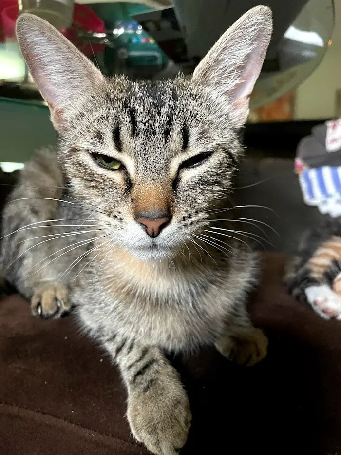 Davis Island Animal Clinic 8