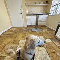 Animal Doctors of South Tampa ico