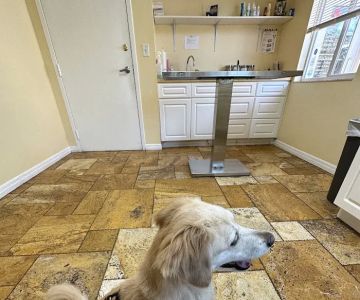 Animal Doctors of South Tampa