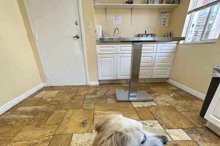 Animal Doctors of South Tampa