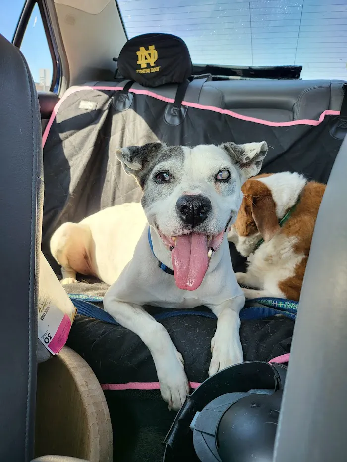 Animal Doctors of South Tampa 12