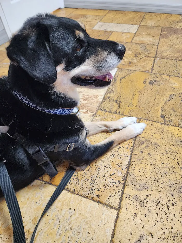 Animal Doctors of South Tampa 12