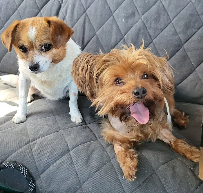 Animal Doctors of South Tampa 12