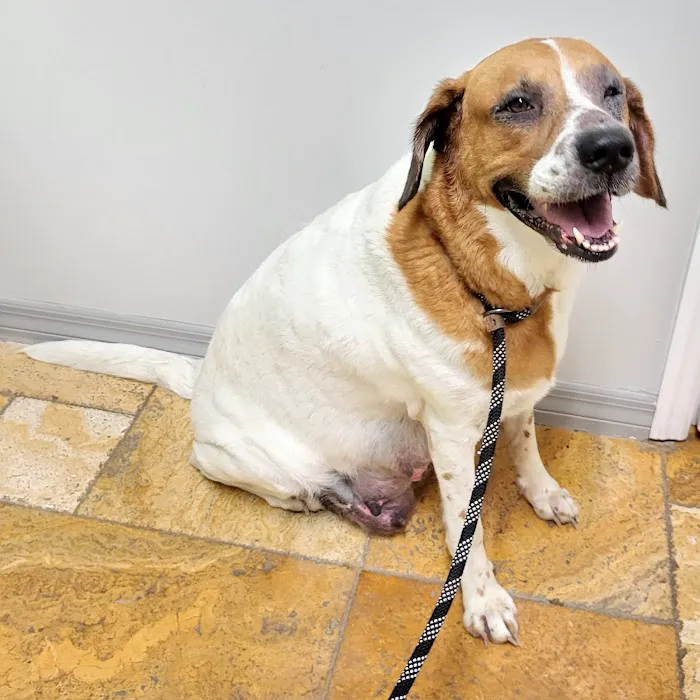 Animal Doctors of South Tampa 12