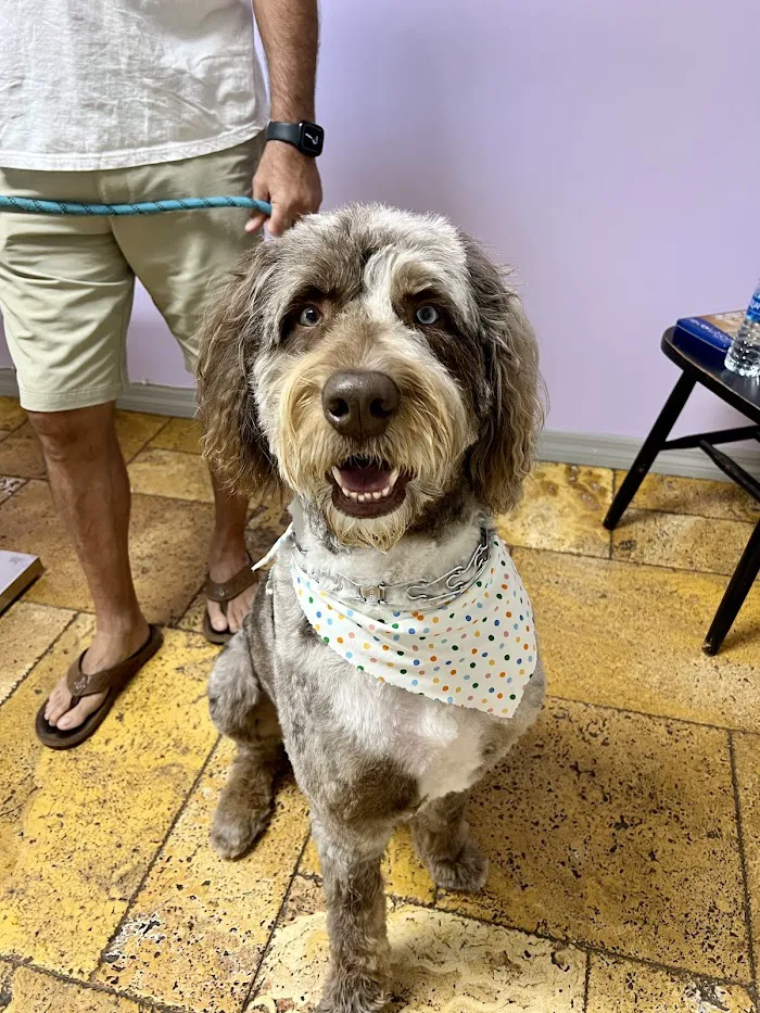 Animal Doctors of South Tampa 12