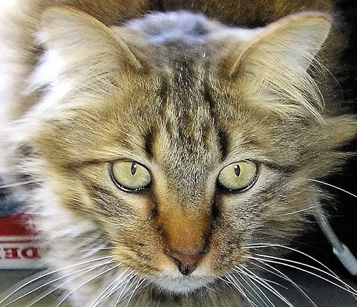 Dale Mabry Animal Hospital 12