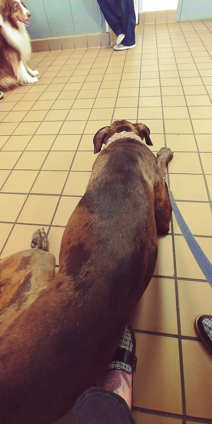 Urgent Pet Care of South Tampa 12