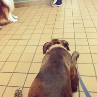 Urgent Pet Care of South Tampa ico