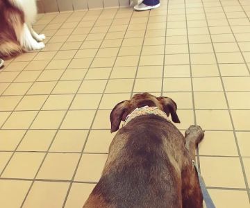 Urgent Pet Care of South Tampa