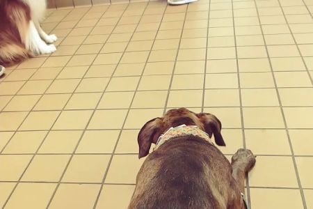 Urgent Pet Care of South Tampa