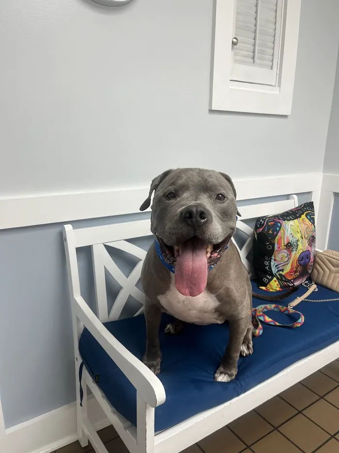 Urgent Pet Care of South Tampa 12