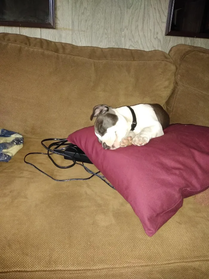 Urgent Pet Care of South Tampa 12