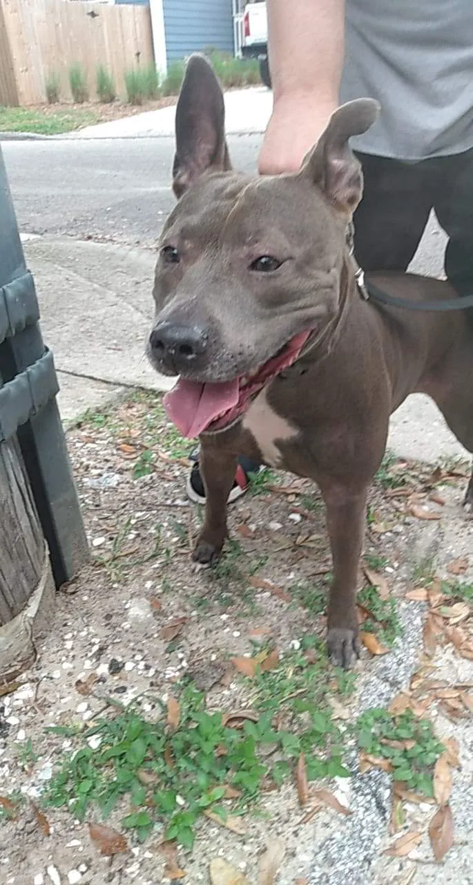 Urgent Pet Care of South Tampa 12