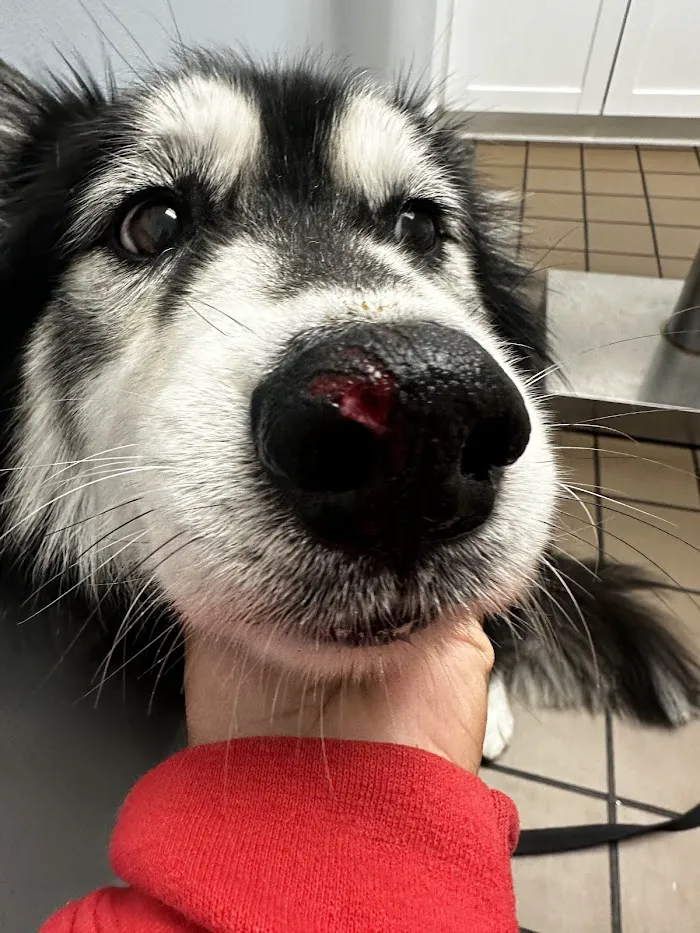 Urgent Pet Care of South Tampa 12