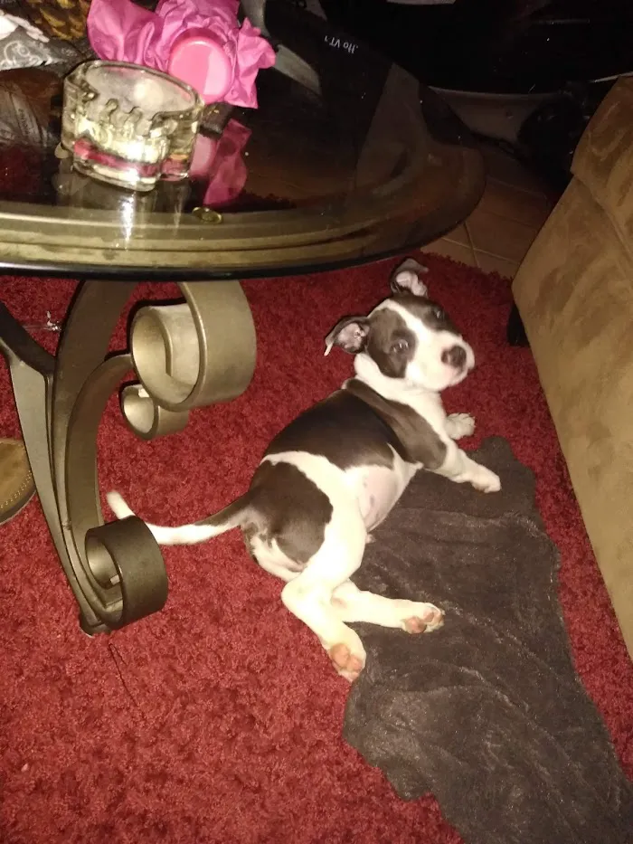 Urgent Pet Care of South Tampa 12