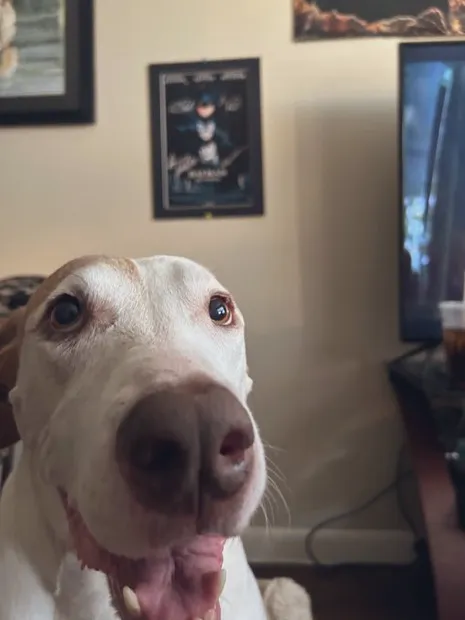 Urgent Pet Care of South Tampa 12