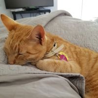 Animal Health Center at the Humane Society of Tampa Bay ico