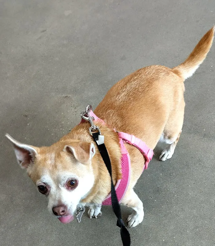 Animal Health Center at the Humane Society of Tampa Bay 10