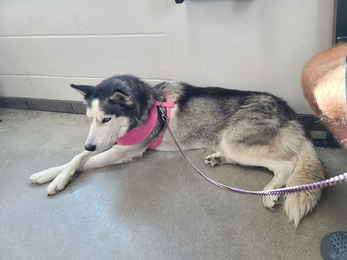 Animal Health Center at the Humane Society of Tampa Bay 2