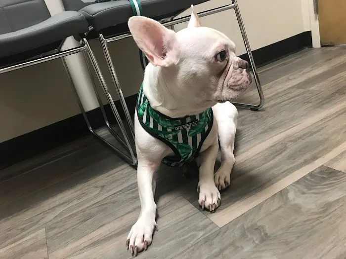 Gandy Animal Hospital 12