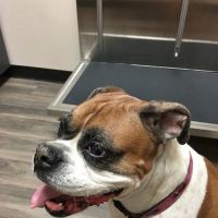 Gandy Animal Hospital ico